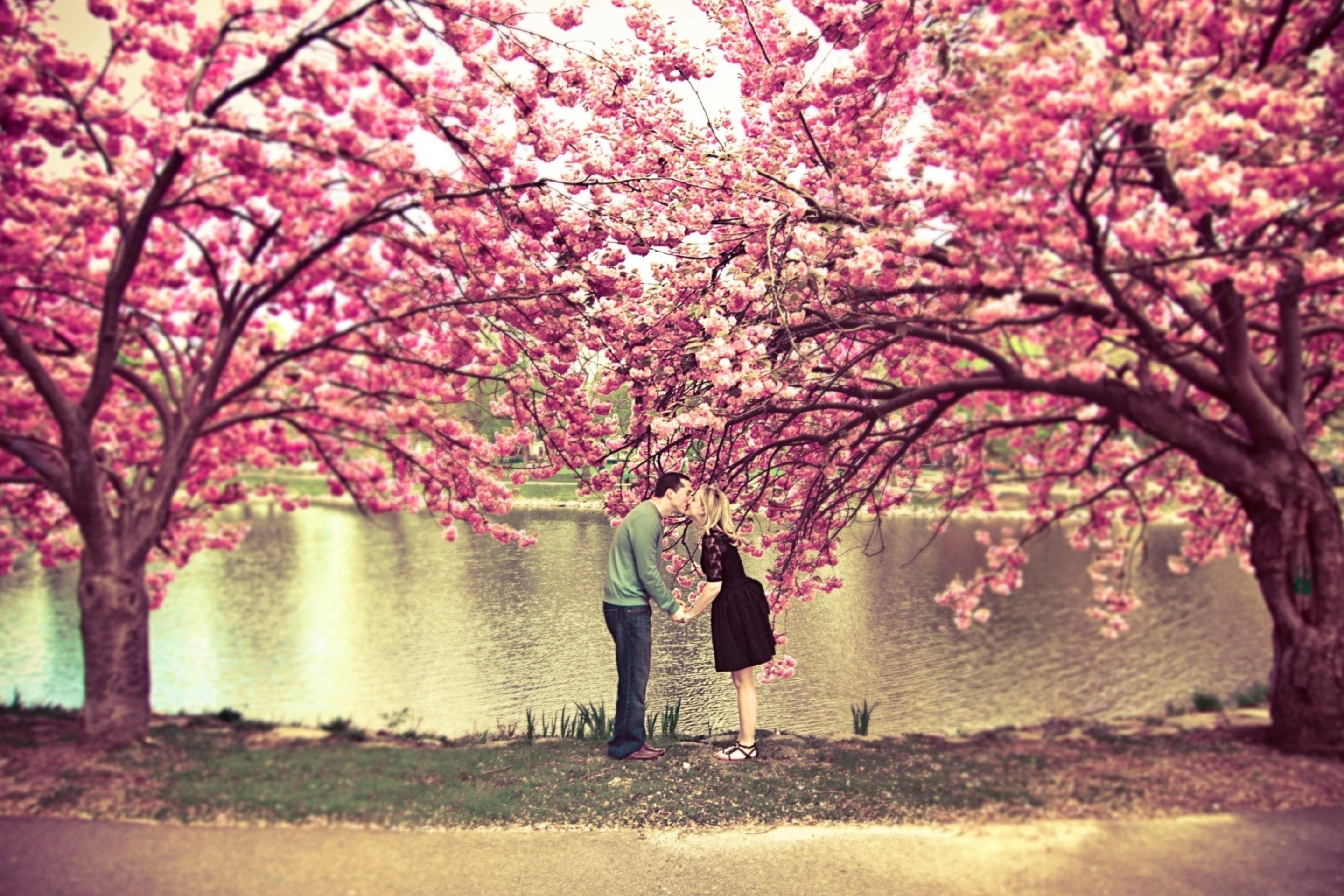 Пейзаж любви. Влюбленные под сакурой. Романтичная Весна. Весна любовь. Япония Сакура.