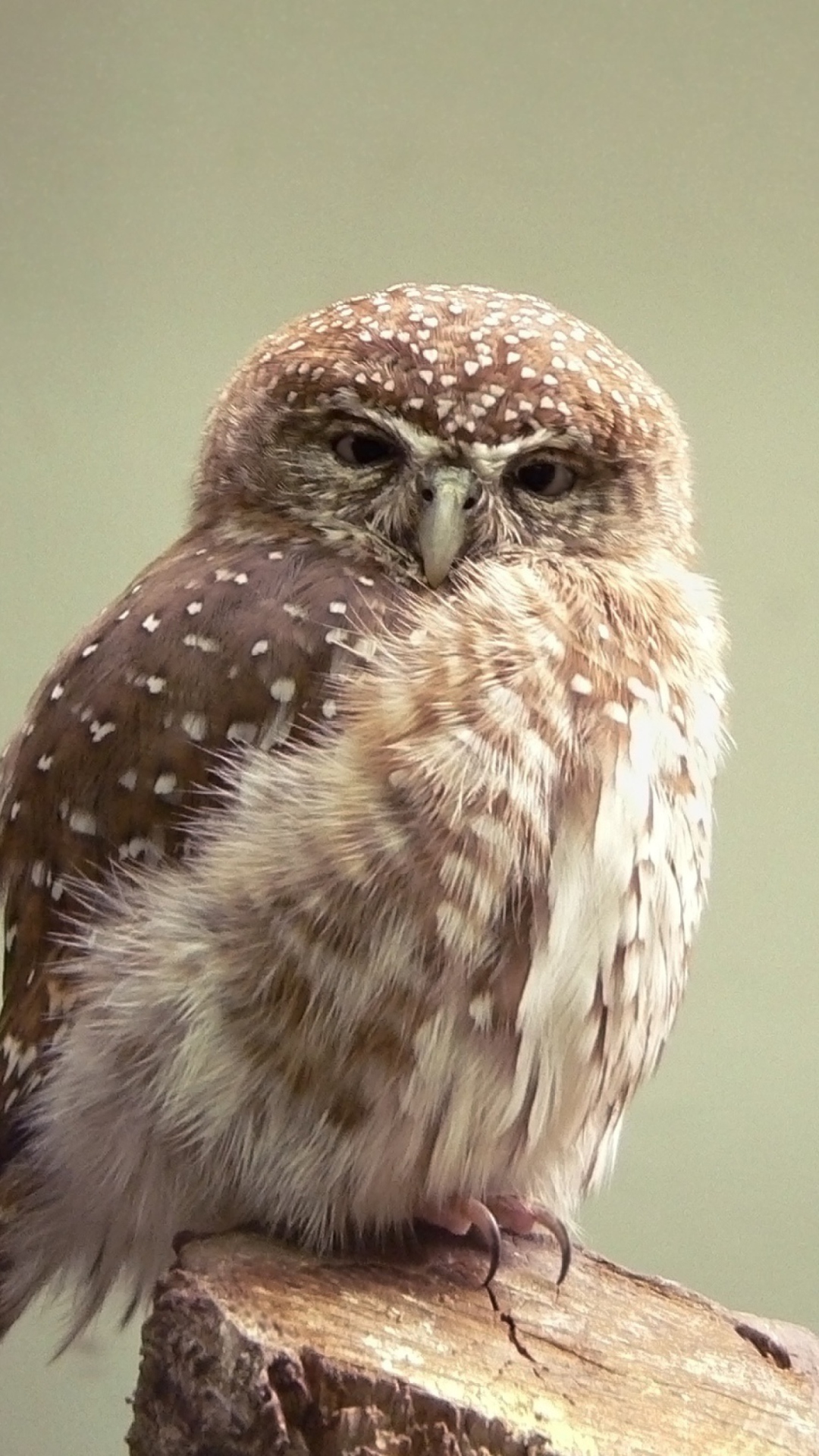 Das Little Weird Owl Wallpaper 1080x1920