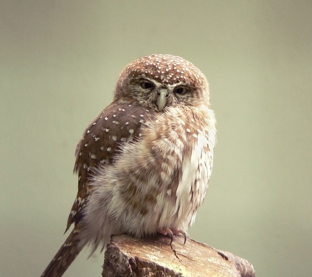 Das Little Weird Owl Wallpaper 1080x960