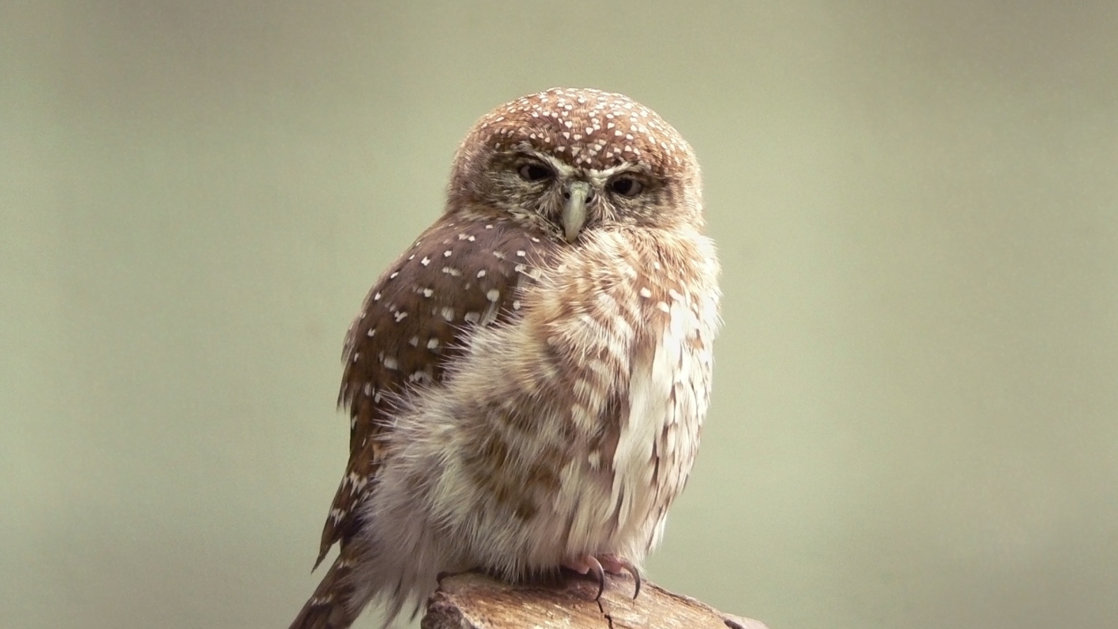 Das Little Weird Owl Wallpaper 1600x900