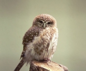 Little Weird Owl wallpaper 176x144