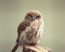 Fondo de pantalla Little Weird Owl 220x176