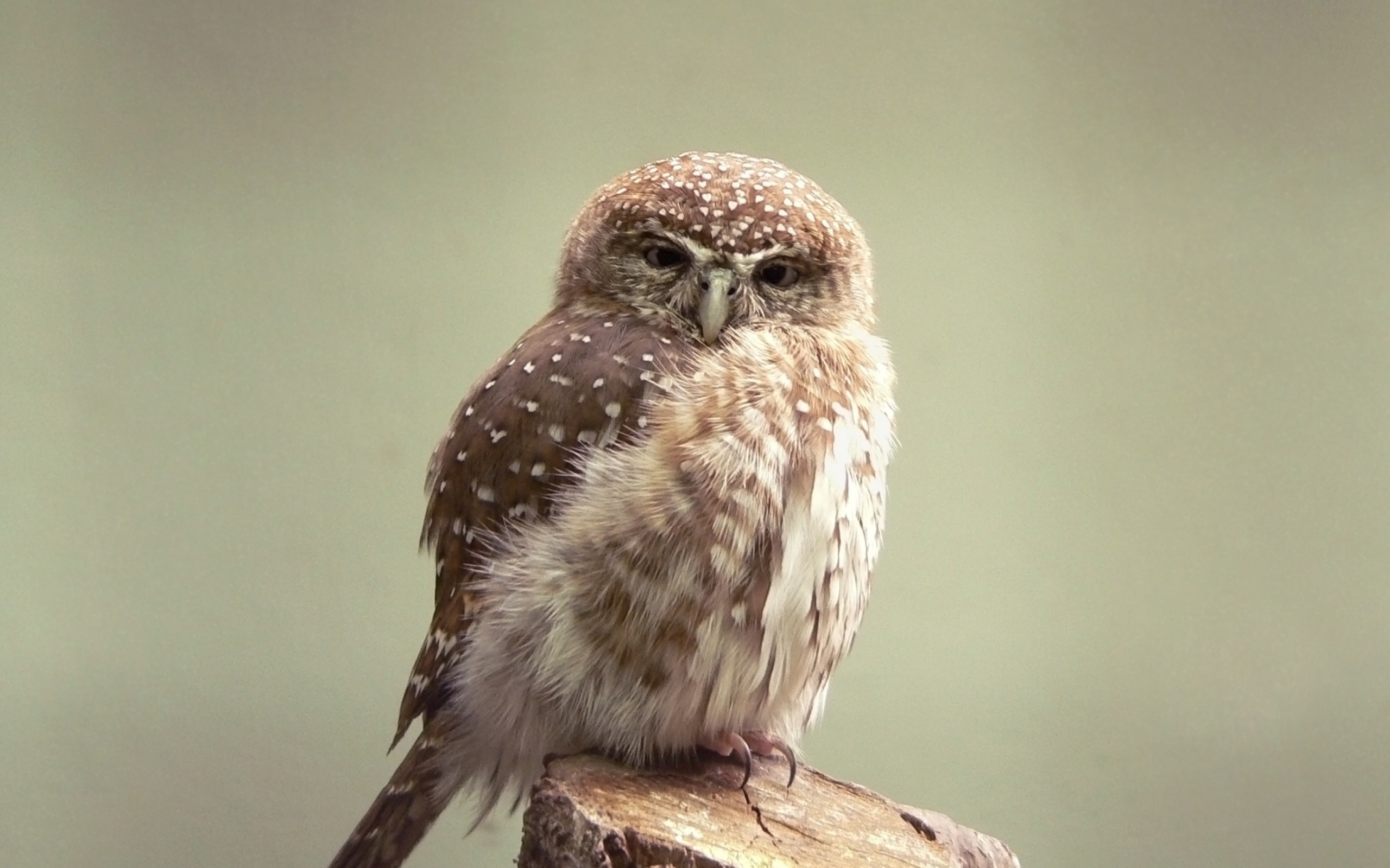 Little Weird Owl wallpaper 2560x1600
