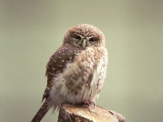 Das Little Weird Owl Wallpaper 320x240