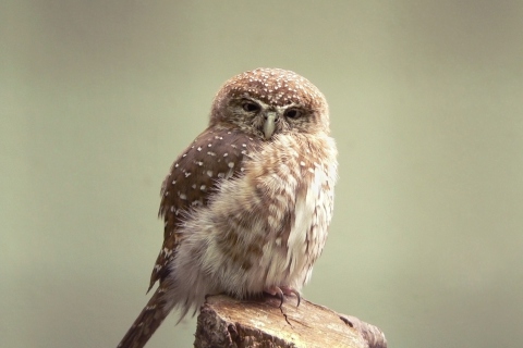 Das Little Weird Owl Wallpaper 480x320