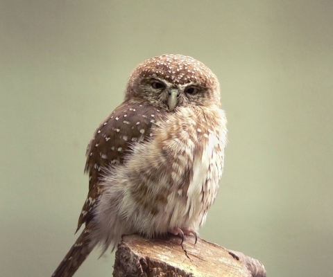 Das Little Weird Owl Wallpaper 480x400