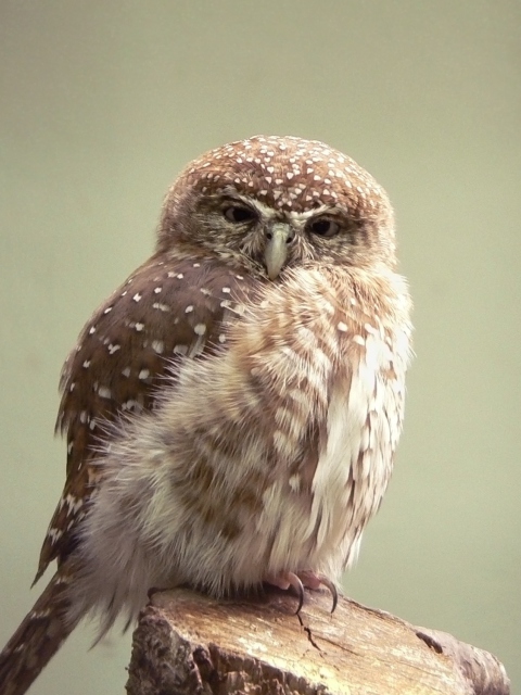 Fondo de pantalla Little Weird Owl 480x640
