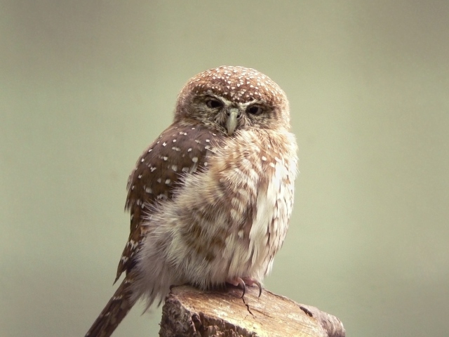 Fondo de pantalla Little Weird Owl 640x480