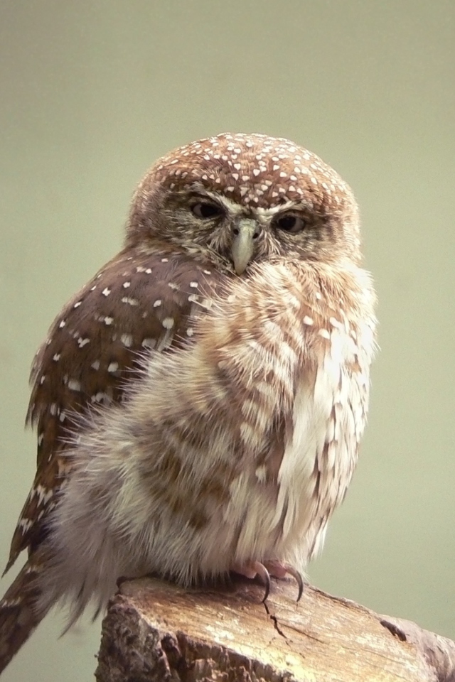Little Weird Owl wallpaper 640x960