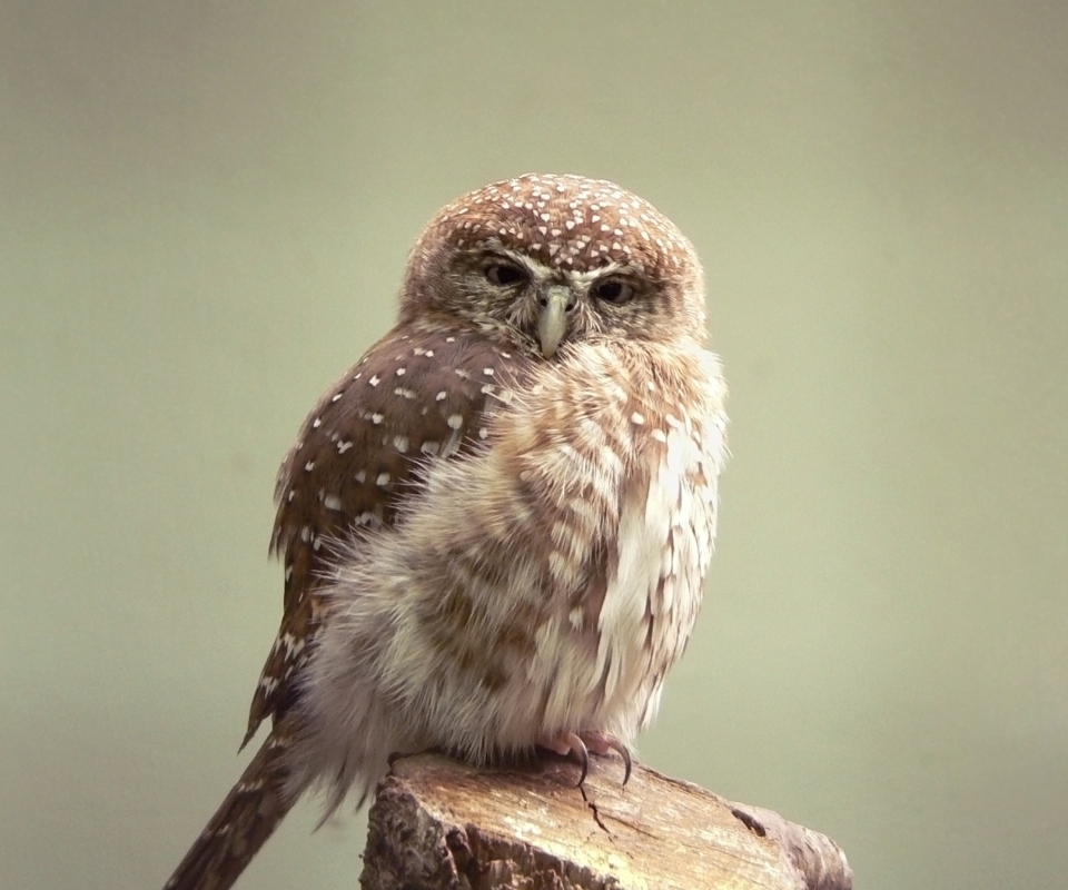 Das Little Weird Owl Wallpaper 960x800