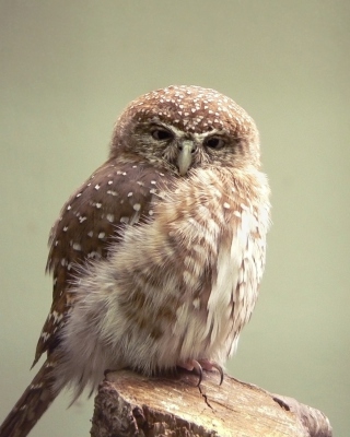 Little Weird Owl - Fondos de pantalla gratis para Nokia C1-00