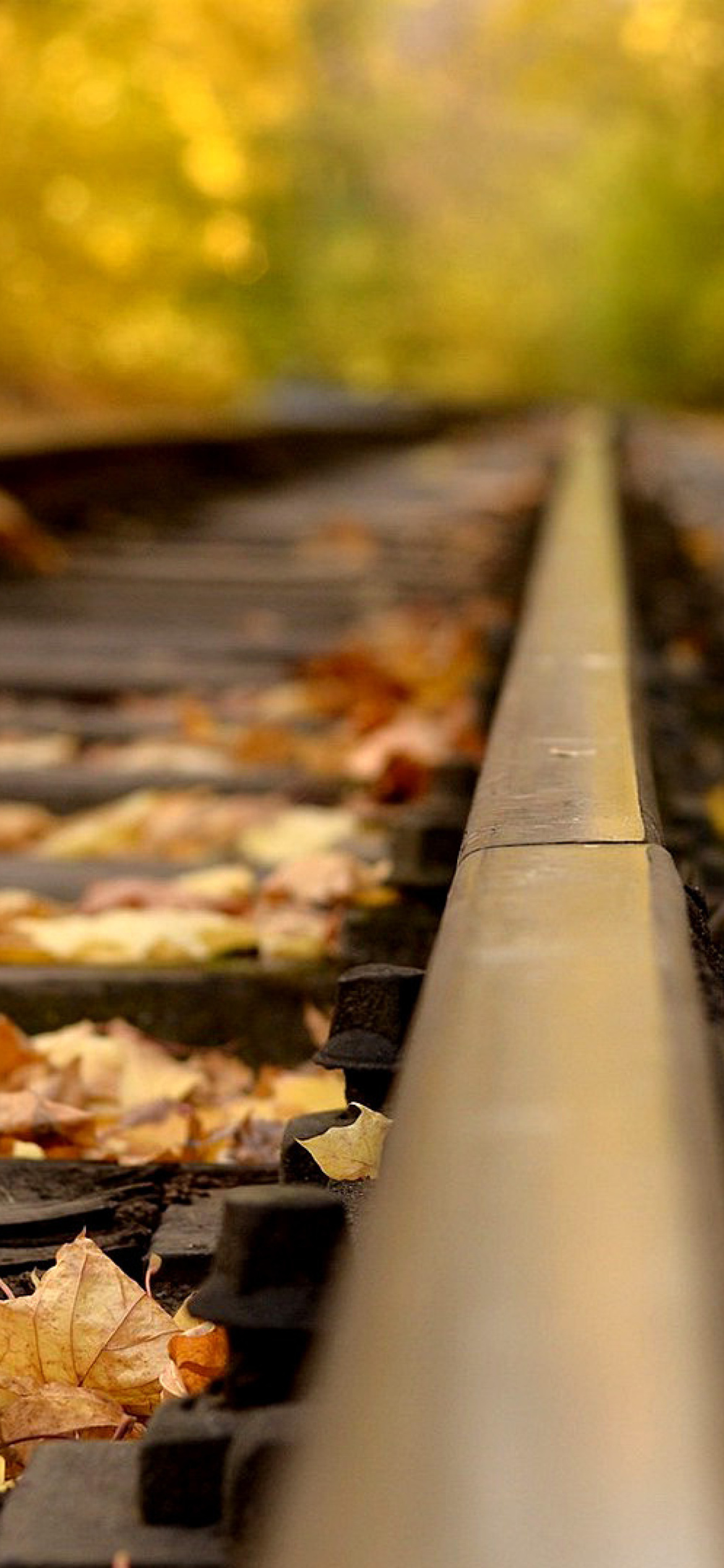 Railway tracks in autumn screenshot #1 1170x2532