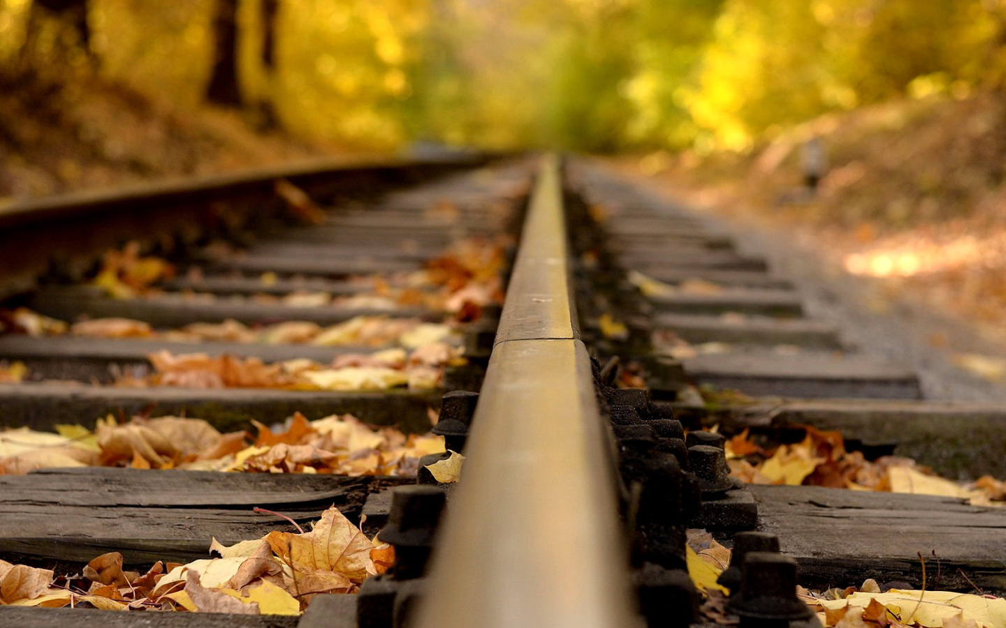 Обои Railway tracks in autumn 1440x900