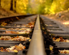 Sfondi Railway tracks in autumn 220x176