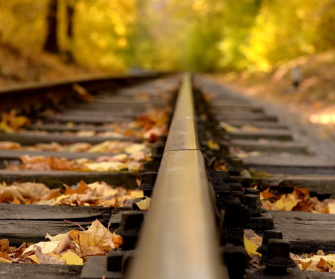 Das Railway tracks in autumn Wallpaper 480x400