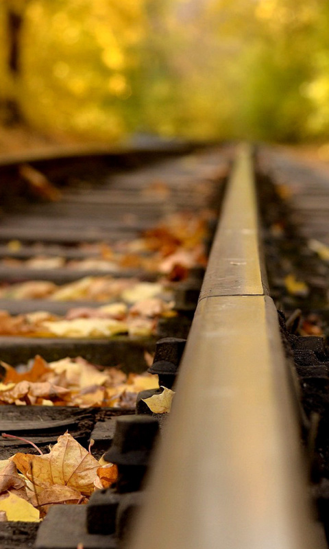 Das Railway tracks in autumn Wallpaper 480x800