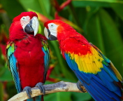 Fondo de pantalla Two Macaws 176x144