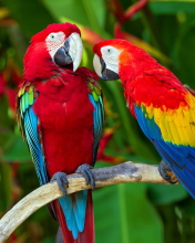 Das Two Macaws Wallpaper 176x220