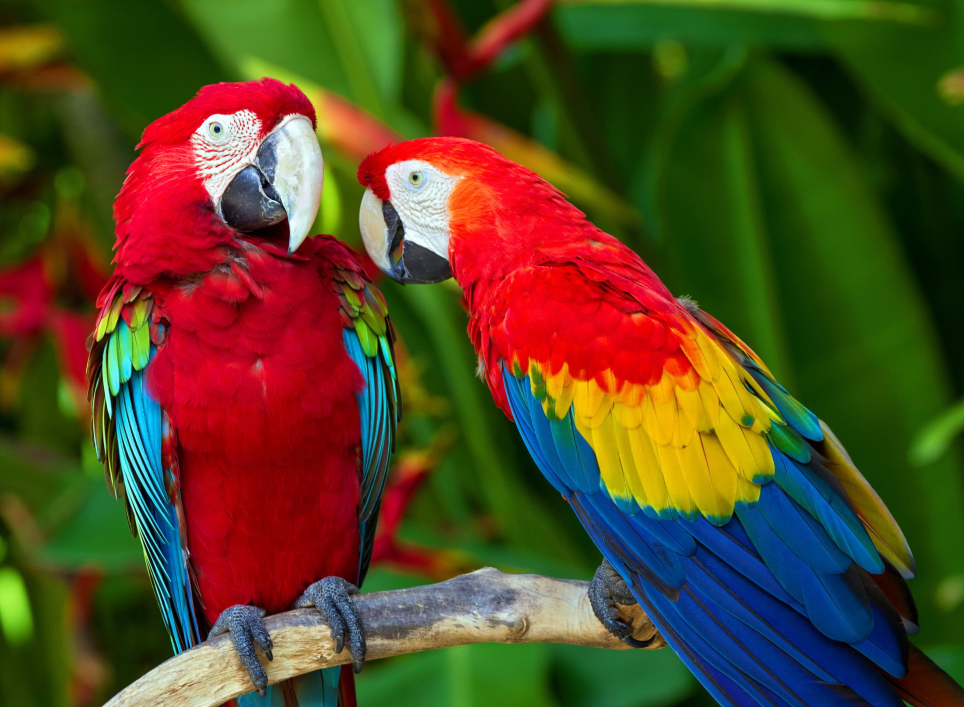 Two Macaws wallpaper 1920x1408