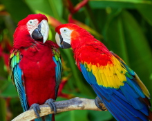 Two Macaws wallpaper 220x176