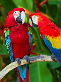 Two Macaws wallpaper 240x320