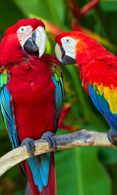 Das Two Macaws Wallpaper 240x400