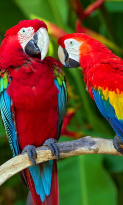 Screenshot №1 pro téma Two Macaws 240x400