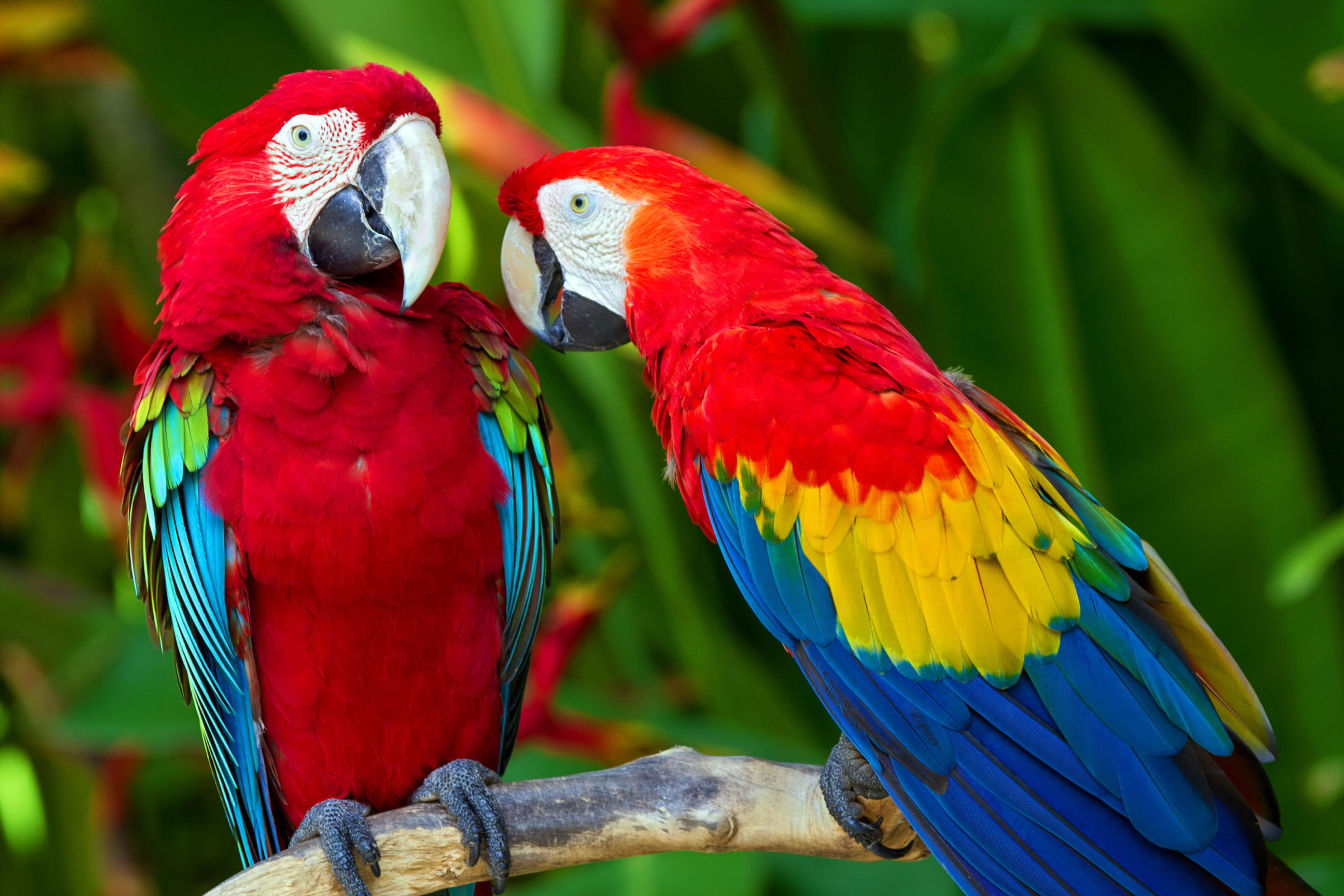 Two Macaws wallpaper 2880x1920