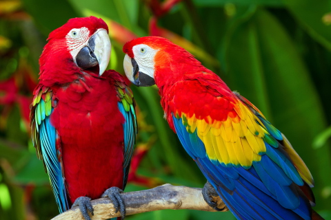 Das Two Macaws Wallpaper 480x320