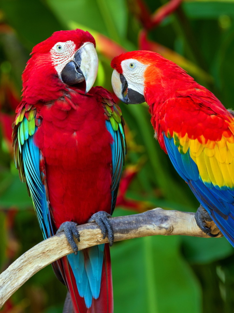 Das Two Macaws Wallpaper 480x640