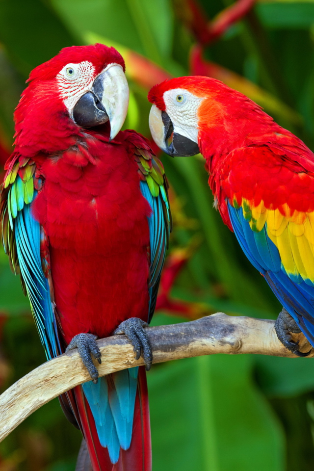 Two Macaws wallpaper 640x960