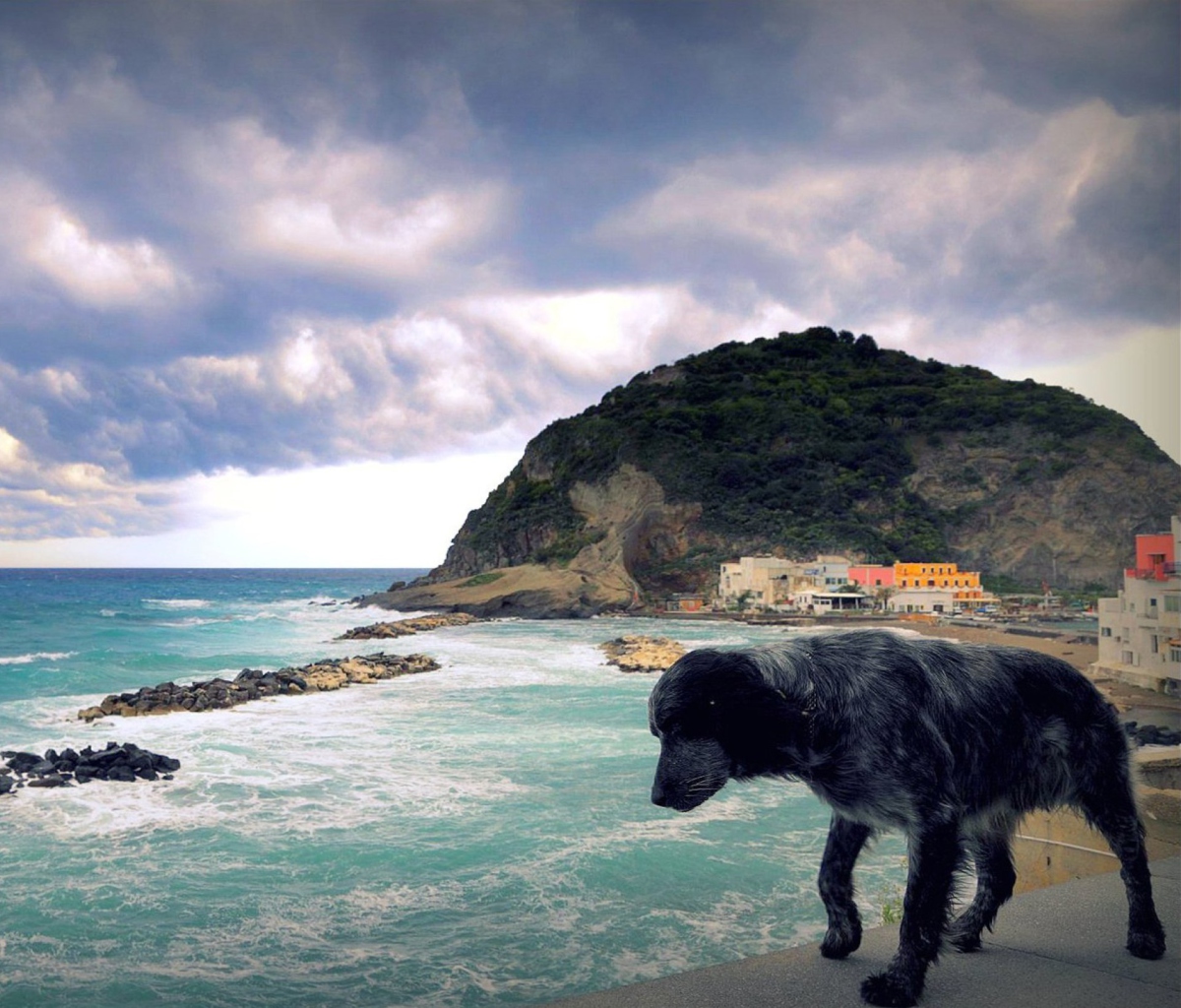 Dog On The Beach screenshot #1 1200x1024