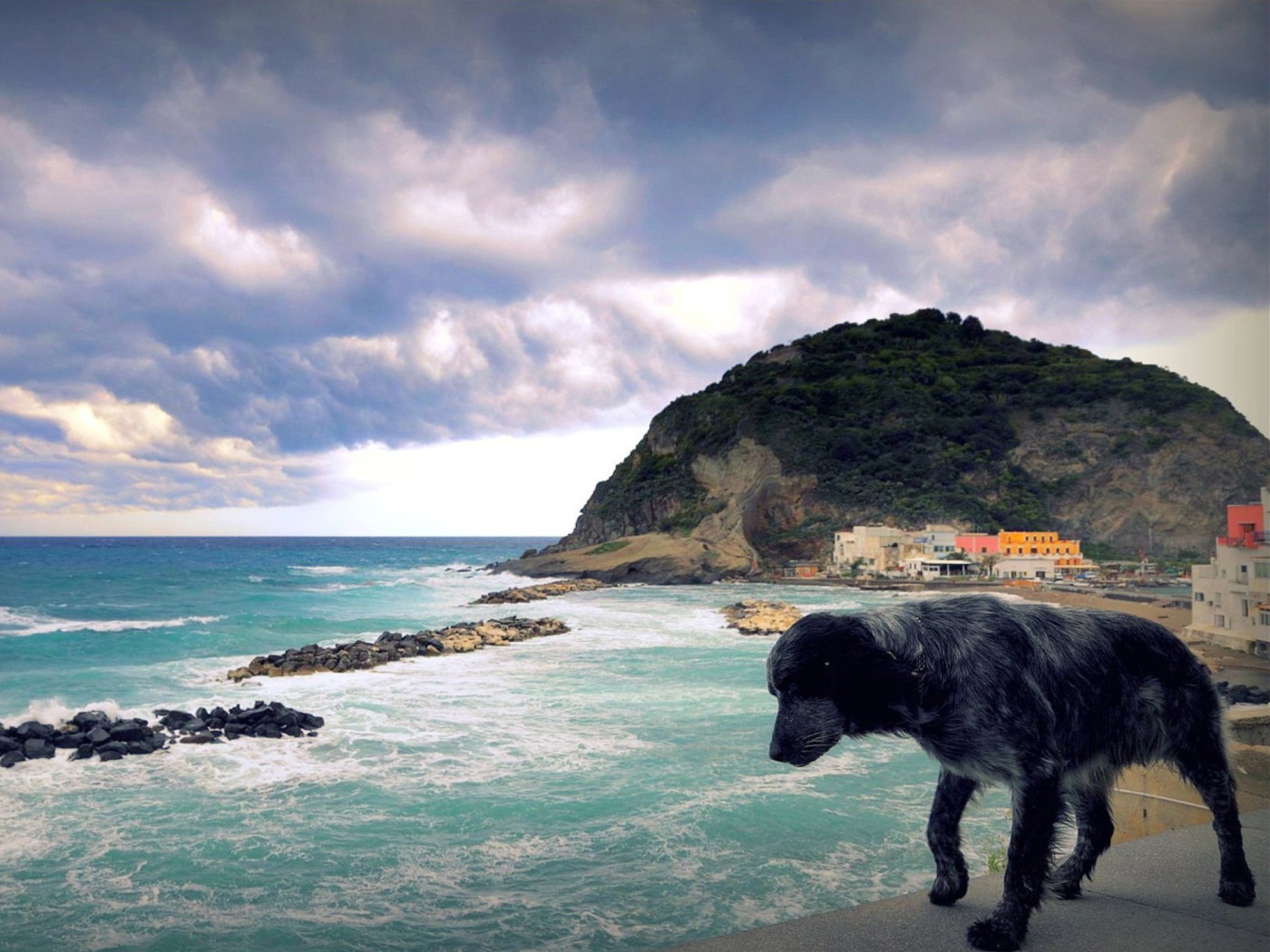 Fondo de pantalla Dog On The Beach 1400x1050