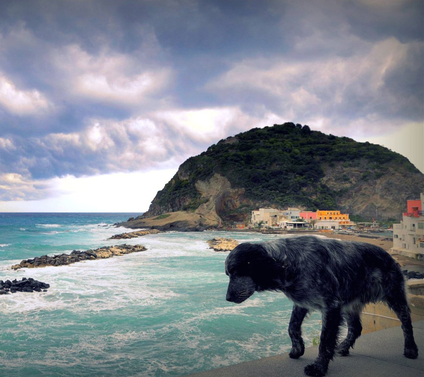Fondo de pantalla Dog On The Beach 1440x1280