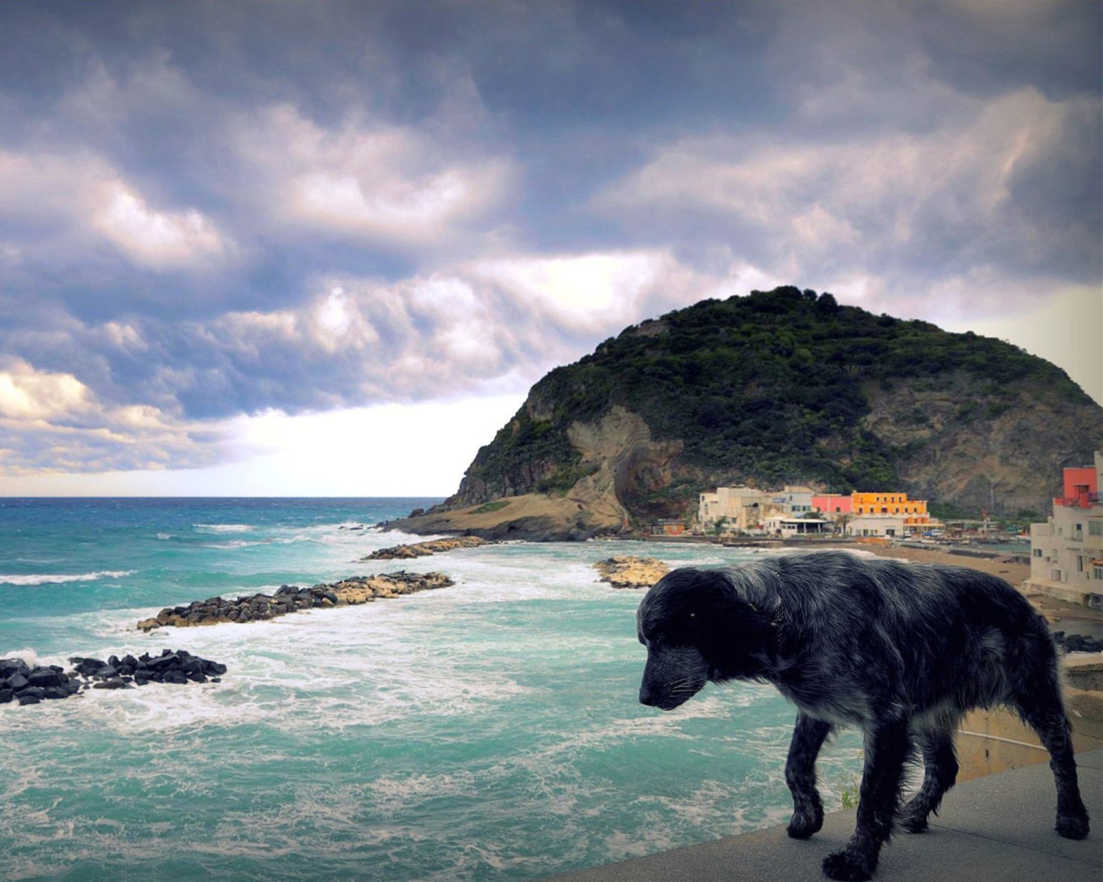 Das Dog On The Beach Wallpaper 1600x1280