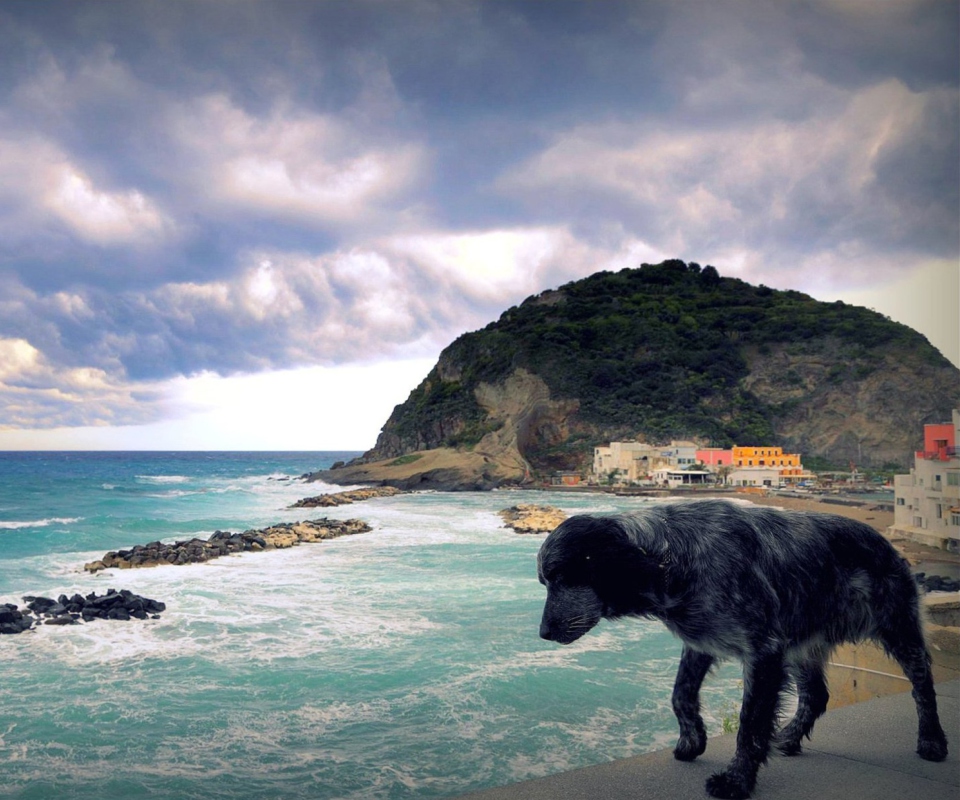 Dog On The Beach screenshot #1 960x800