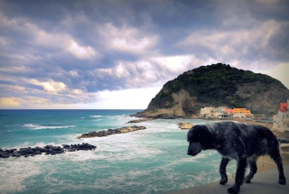 Free Dog On The Beach Picture for Android, iPhone and iPad