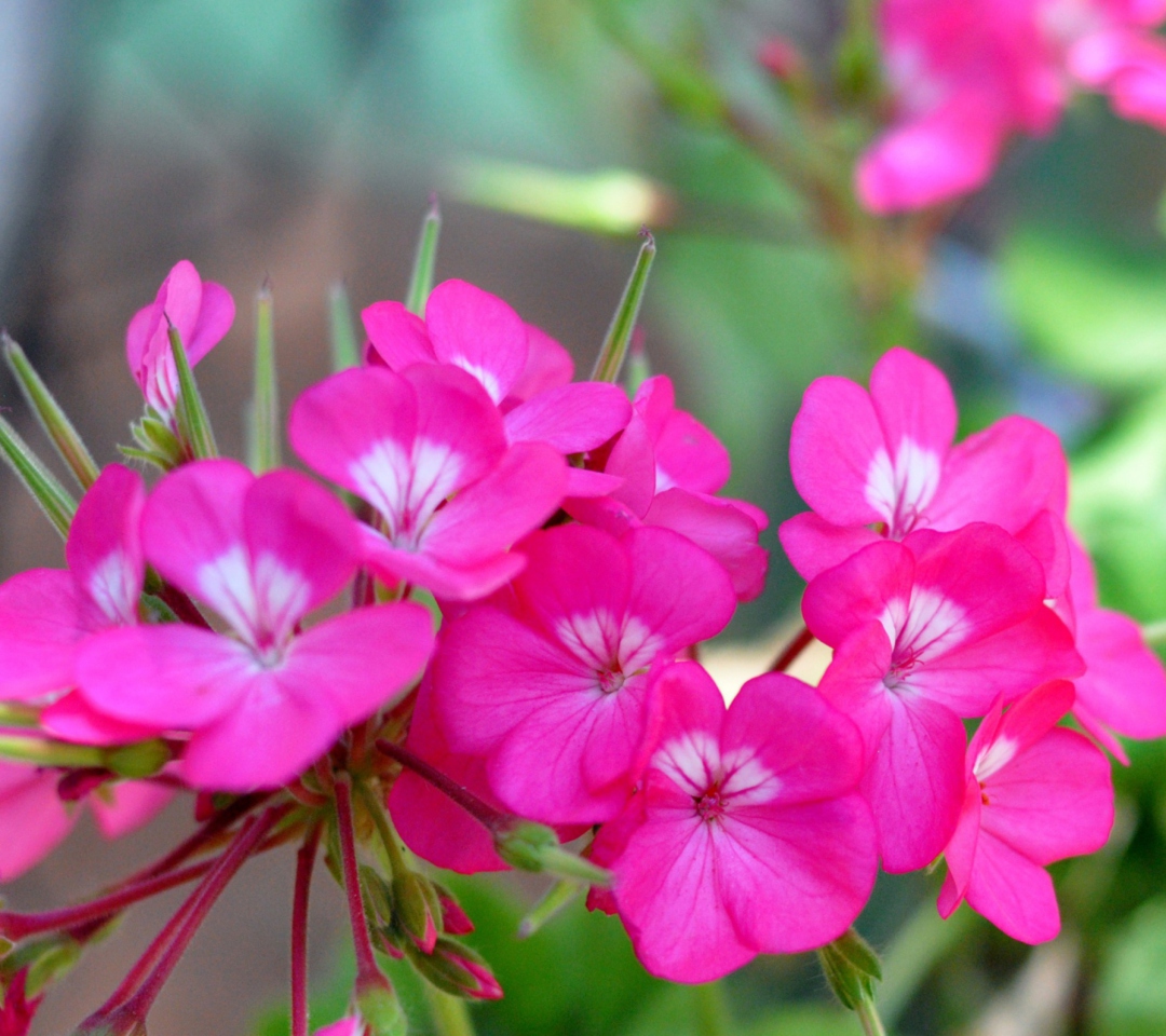 Обои Pink Pelargonium 1080x960