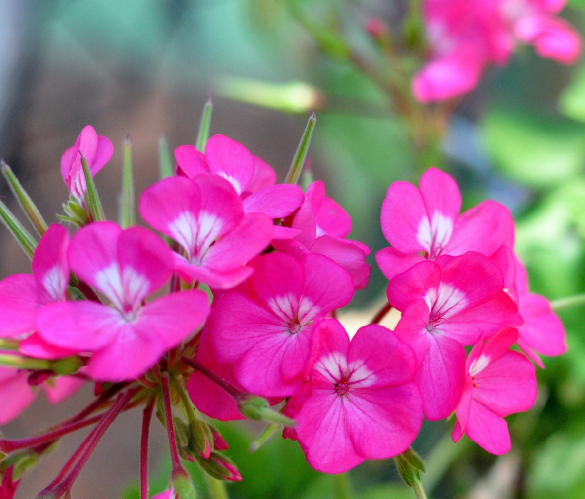 Pink Pelargonium wallpaper 1200x1024