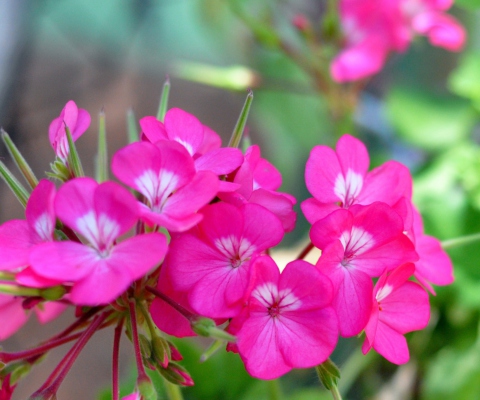 Das Pink Pelargonium Wallpaper 480x400