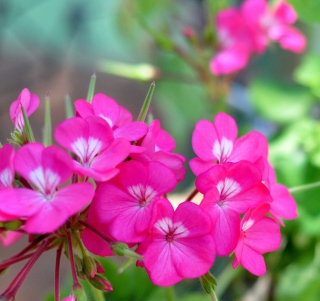 Pink Pelargonium - Fondos de pantalla gratis para iPad Air