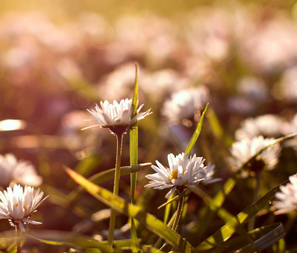 Small Daisies wallpaper 1200x1024