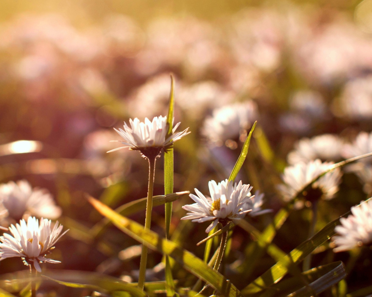 Das Small Daisies Wallpaper 1280x1024