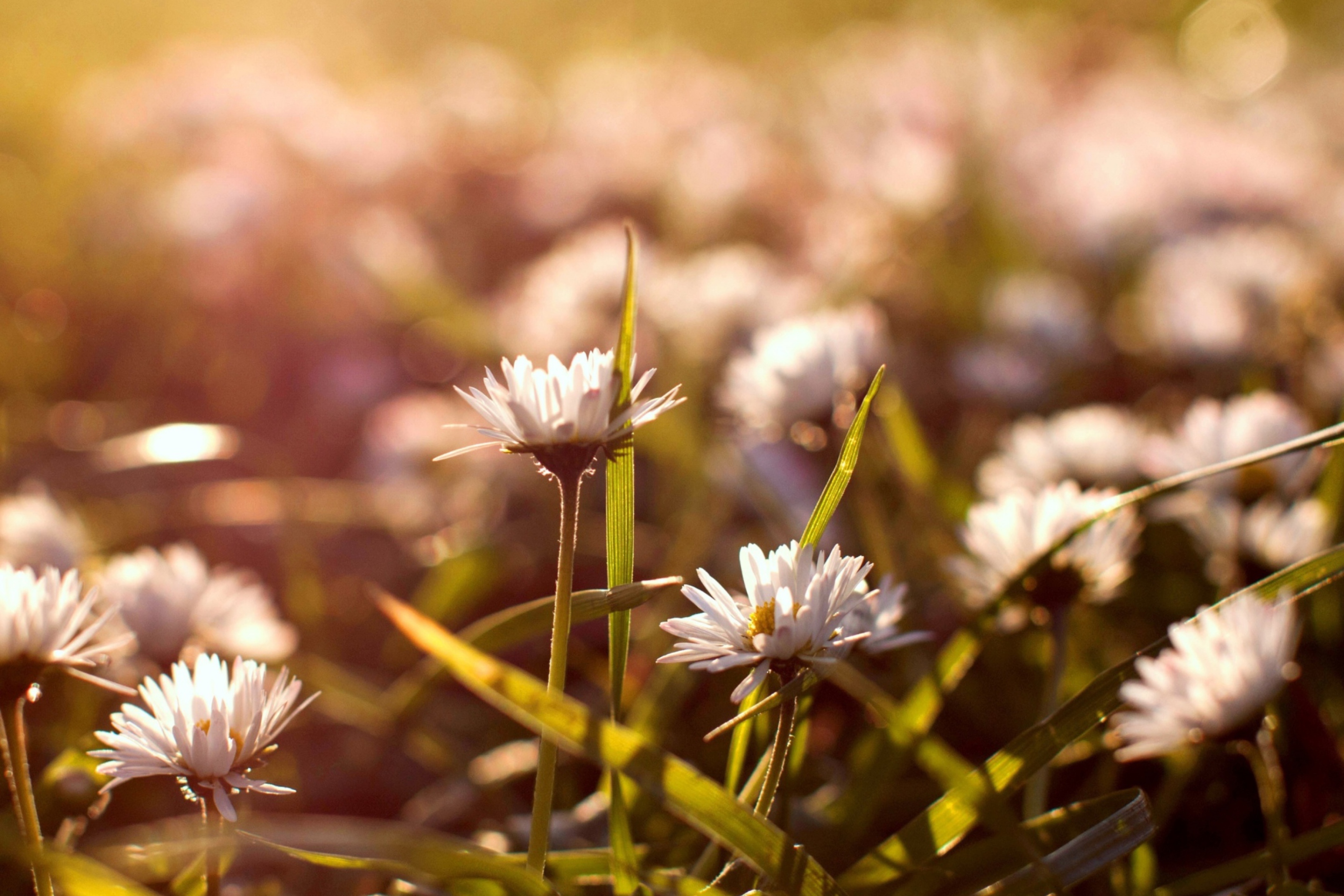 Small Daisies screenshot #1 2880x1920