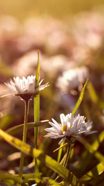 Das Small Daisies Wallpaper 360x640