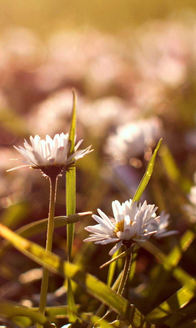 Das Small Daisies Wallpaper 768x1280