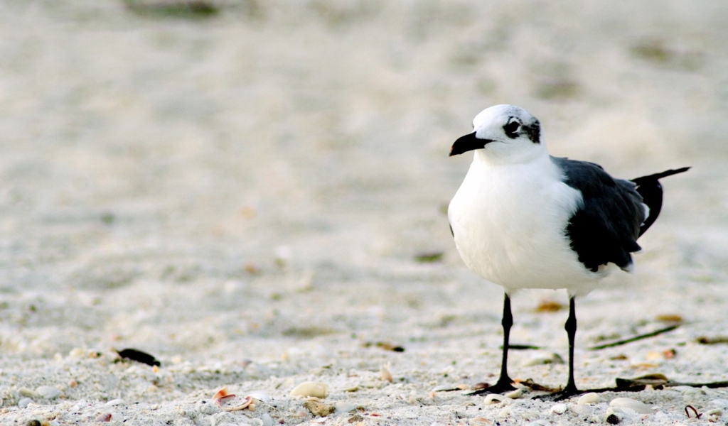 Screenshot №1 pro téma Seagull On The Beach 1024x600