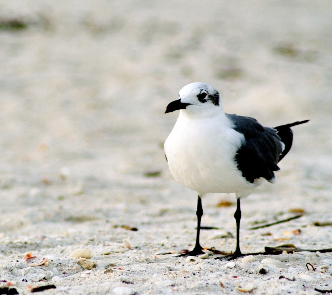 Обои Seagull On The Beach 1080x960