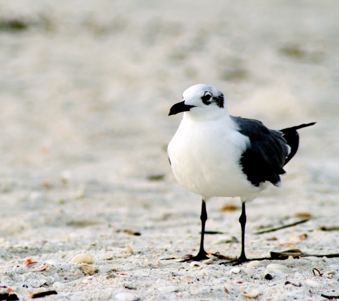 Das Seagull On The Beach Wallpaper 1080x960