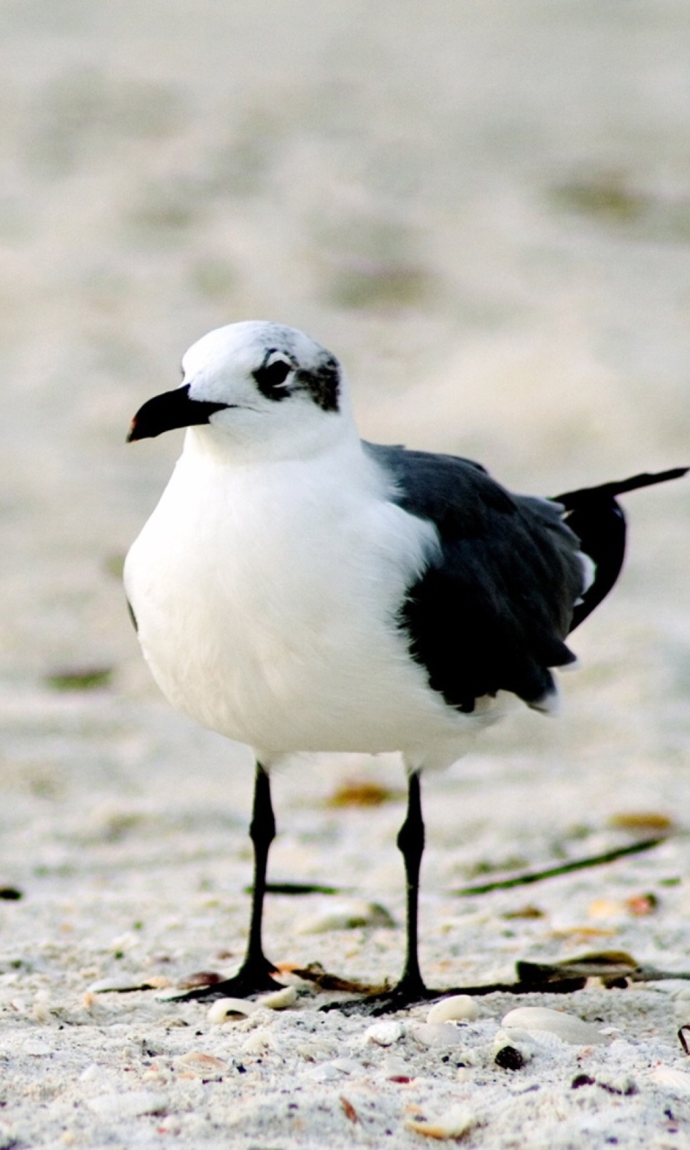 Screenshot №1 pro téma Seagull On The Beach 768x1280